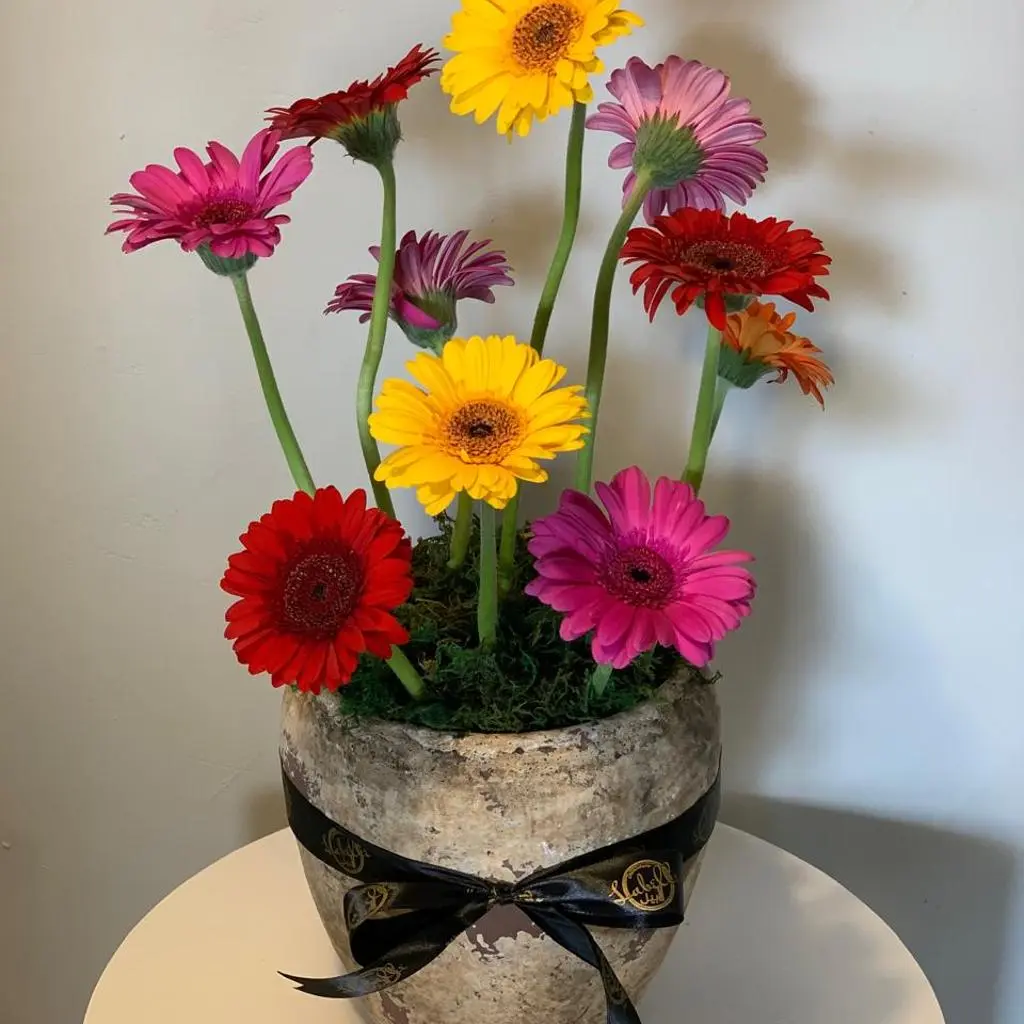Colors of Life